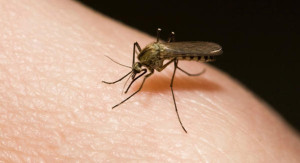 Zika-virus-pode-causar-microcefalia-002